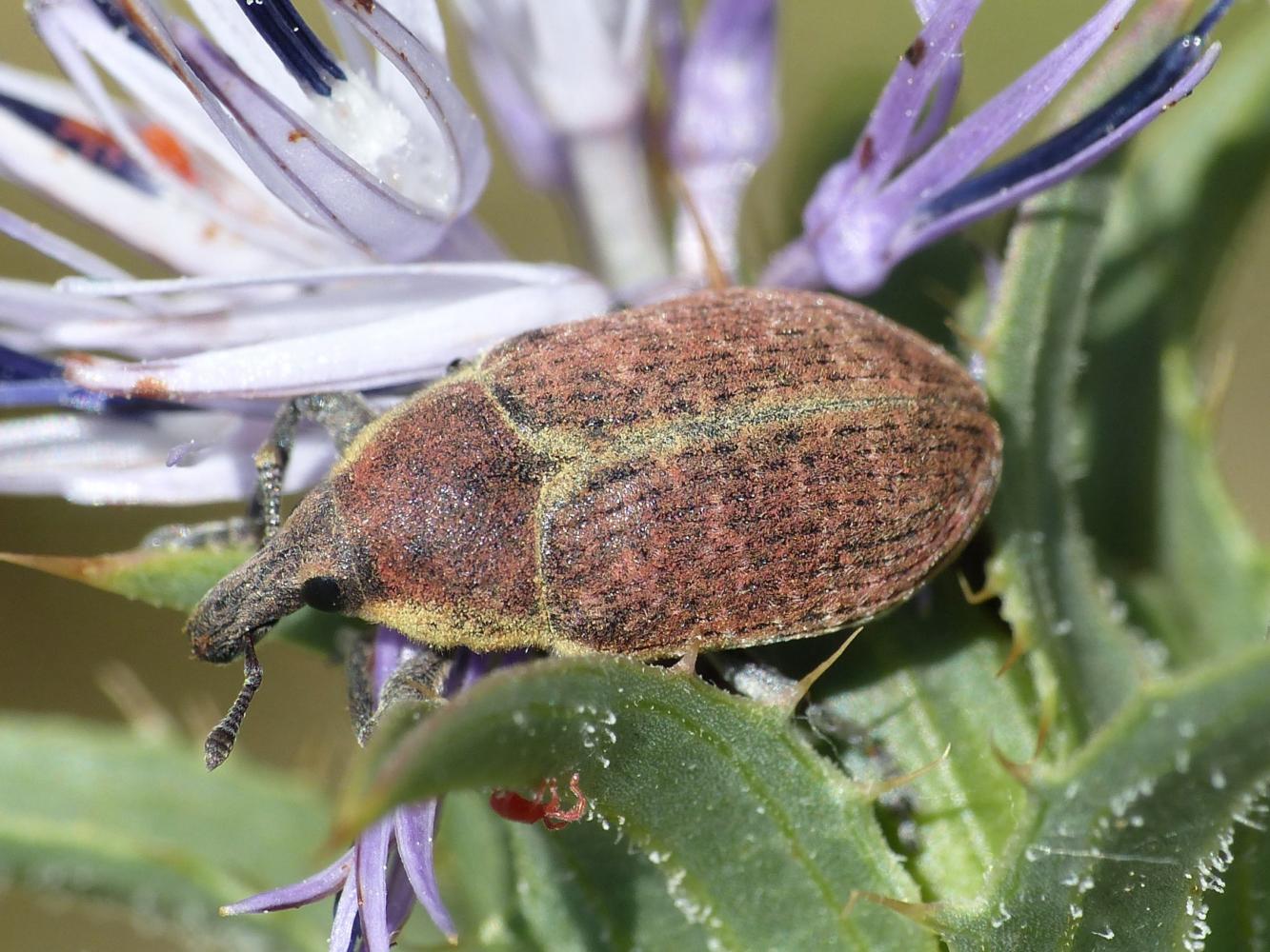 Il mistero dei Larinus di Tolfa: L. ochreatus e L. cynarae